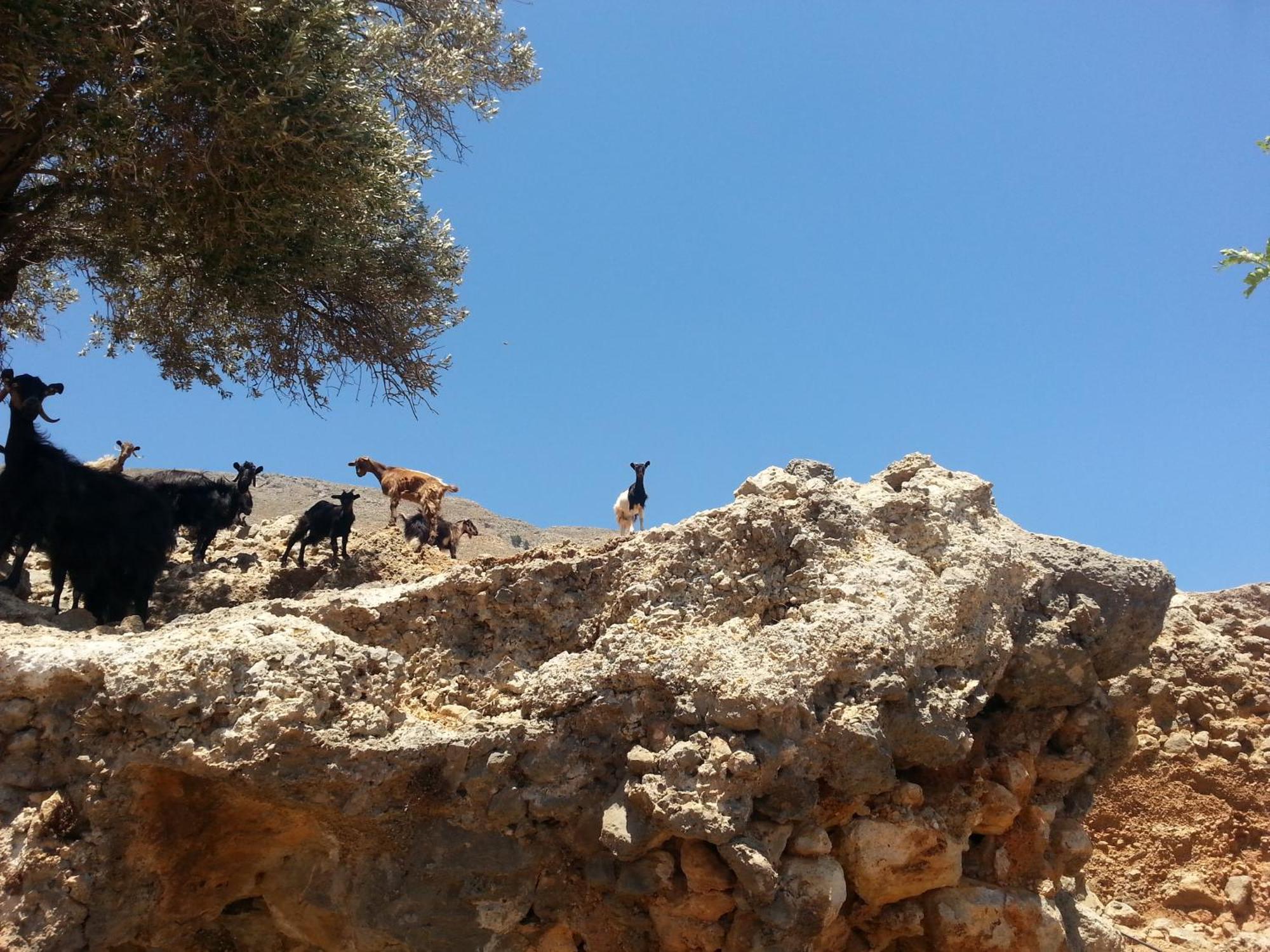 Georgoshouse Lykos Sfakia *