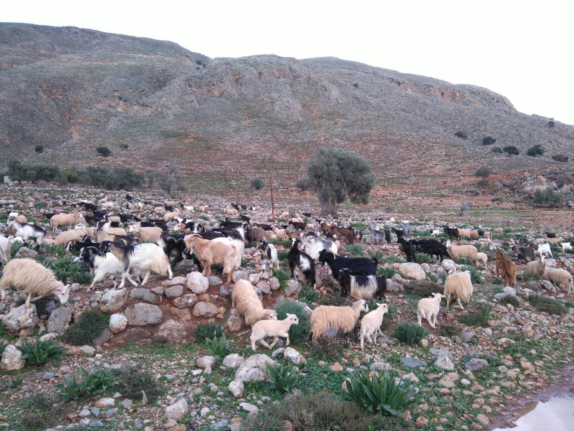 Hotel Georgoshouse Lykos Sfakia